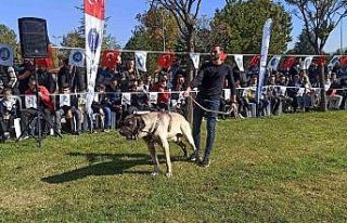 Türk çoban köpekleri podyuma çıktı