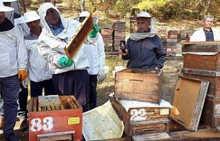 Türkiye dünyada 3.sırada..8 milyon koloni var