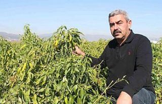 Türkiye’de ilk kez Bursa’da denendi, işçi maliyetleri...