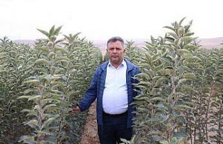 Türkiye’nin elma fidanları Niğde’den gidiyor