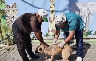 Ücretsiz kuduz aşısına hayvanseverlerden büyük...