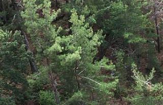Uçuruma yuvarlanan araçtan atlayarak kurtuldu, eşi...
