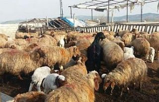 Üretim tamamlandı, göçerler yaylalardan indi