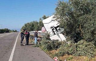 Uyuyan şoför zeytinliğe daldı