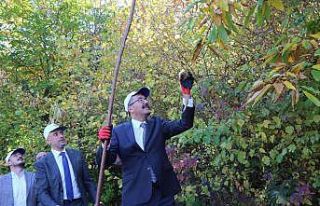 Vali Çelik Simav’da kestane hasadı yaptı