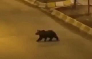 Van’ın iki farklı ilçesinde ayı ve yaban domuzu...