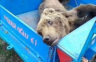 Vatandaşların bulduğu yaralı ayı tedavi altına...