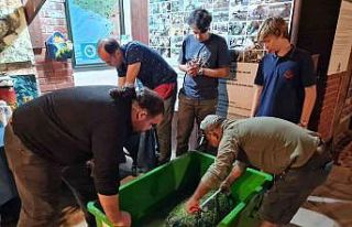 Vatandaşların dikkati ve işbirliği, 2 deniz kaplumbağasını...