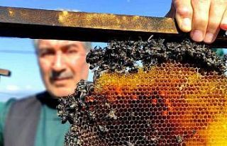 Vicdansızlar 400 kovan arıyı diri diri yaktı