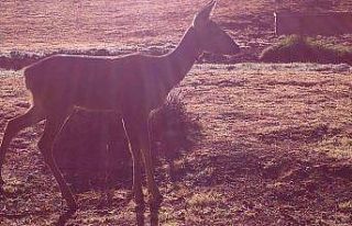Yaban hayatı fotokapanla görüntülendi