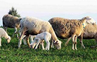Yalova kıvırcığı koyunu ırkı resmen tescillendi