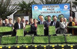 Yalova’da 35 çiftçiye 500 bin adet kıvırcık...