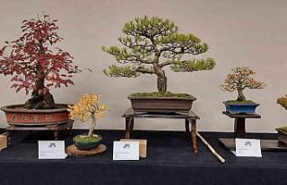 Yalova’da Uluslararası Bonsai Sempozyumu düzenlenecek