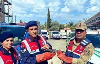 Yaralı bulunan atmaca koruma altına alındı
