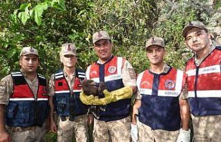 Yaralı bulunan küçük orman kartalı tedaviye alındı