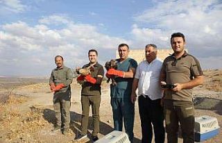 Yaralı kuşlar tedavilerinin ardından doğaya salındı