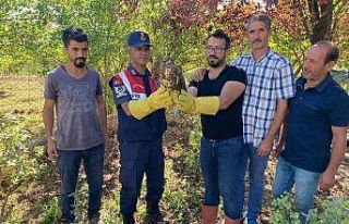 Yaralı şahin tedavi altına alındı