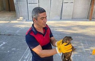 Yaralı şahini itfaiye kurtardı