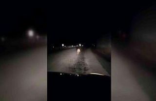 Yavru ayı kara yolunda otomobilin ışığıyla son...