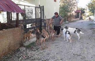 Yaylalar boşalınca aç kalan hayvanları muhtar...