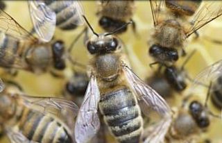 Yığılca arısı tescillendi