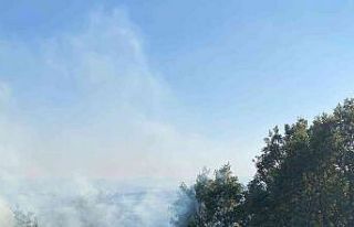 Yol kenarına atılan izmarit yangın çıkardı