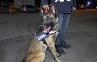 Yolcunun üzerindeki uyuşturucuyu narkotik köpeği...
