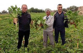 Yozgat’ta şekerpancarında 1 milyon 750 bin ton...