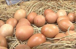 Yumurta; hayat kaynağı