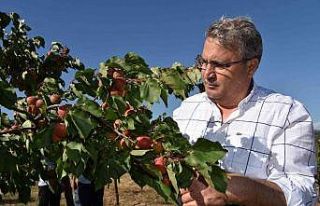 Yunusemre üreticisine desteğini sürdürüyor