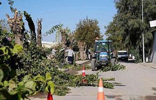 Yunusemre’de budanan ağaçlar ihtiyaç sahiplerine...