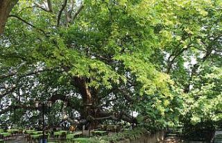 10 bin anıt ağaç koruma altında