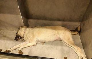 10 yavrunun annesi olan köpeğin zehirlenerek öldürüldüğü...