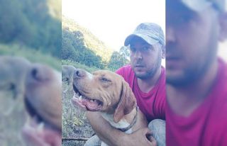 20 bin liralık köpeğini çaldılar bulana kuzu...