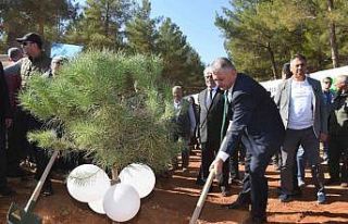 30 dönümlük alanda 3 bin 500 adet kızılçam,...