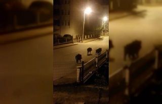 Aç kalan domuzlar mahallede yiyecek aradı