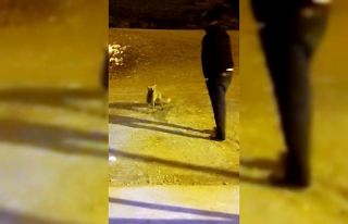 Aç kalan tilki yayla esnafına sığındı