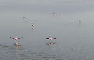 Acıgöl’ün sahipleri böyle görüntülendi