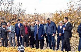 Adıyaman’da ’Cennet Hurması’ hasadı başladı