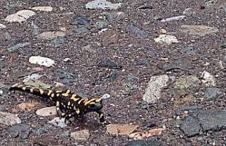 Adıyaman’da sarı benekli semender görüldü