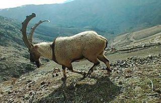 Adıyaman’da yaban hayatı fotokapana yansıdı