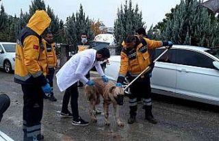 Adıyaman’daki kuduz vakasının ardından sokak...