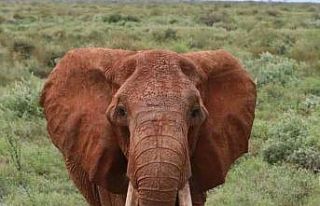 Afrika’nın en büyük tusker cinsi dişi fili olduğuna...