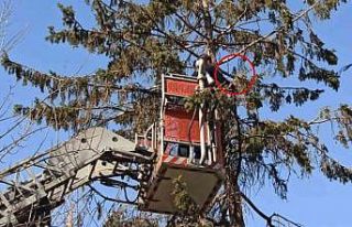 Ağaçta asılı kalan güvercin son anda kurtarıldı