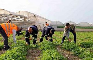Akdeniz’de toprakla buluşturulan maralfalfa bitkisi...