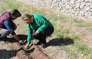Akseki’de de lale soğanı üretilecek