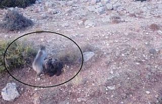 Anne ayı ve 2 yavrusu dron ile görüntülendi