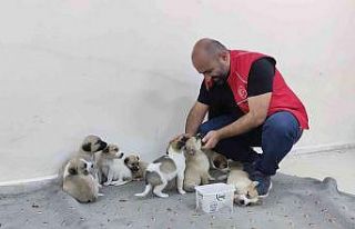 Annelerine araba çarpan yavru köpeklere sahip çıktılar