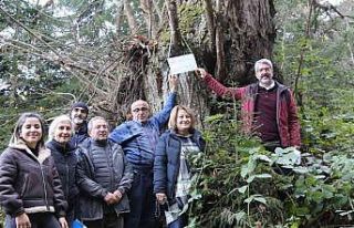 Artvin’de 7 kestane ağacı anıt ağaç olarak...
