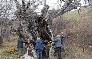 Asırlık ceviz ağaçları zamana meydan okuyor